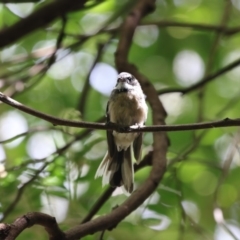 Rhipidura albiscapa (Grey Fantail) at Acton, ACT - 23 Feb 2018 by Alison Milton