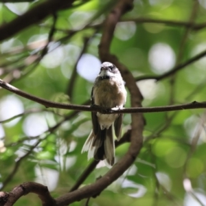 Rhipidura albiscapa at Acton, ACT - 23 Feb 2018 12:04 PM