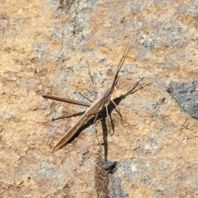 Acrida conica (Giant green slantface) at Acton, ACT - 23 Feb 2018 by Alison Milton