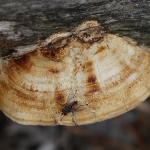 Truncospora ochroleuca at Acton, ACT - 23 Feb 2018