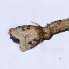 Leptocneria reducta (White cedar moth) at Higgins, ACT - 20 Jan 2018 by Alison Milton