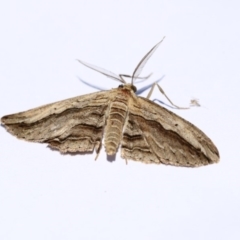 Euphronarcha luxaria (Striated Bark Moth) at Higgins, ACT - 20 Jan 2018 by Alison Milton