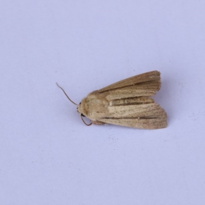 Leucania diatrecta (A Noctuid moth) at Higgins, ACT - 20 Jan 2018 by AlisonMilton