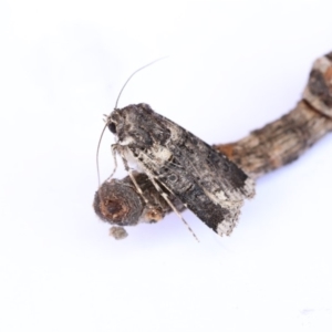 Agrotis porphyricollis at Higgins, ACT - 20 Jan 2018 12:31 PM