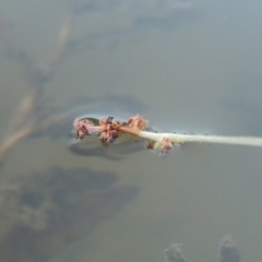 Potamogeton crispus at Tennent, ACT - 8 Mar 2018