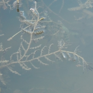 Potamogeton crispus at Tennent, ACT - 8 Mar 2018