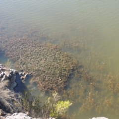 Potamogeton crispus (Curly Pondweed) at Tennent, ACT - 8 Mar 2018 by michaelb