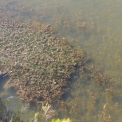 Potamogeton crispus at Tennent, ACT - 8 Mar 2018