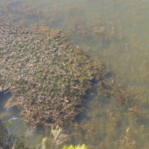 Potamogeton crispus at Tennent, ACT - 8 Mar 2018