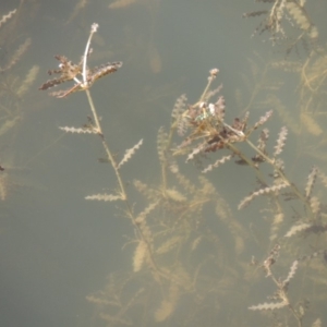 Potamogeton crispus at Tennent, ACT - 8 Mar 2018