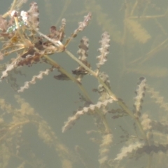 Potamogeton crispus at Tennent, ACT - 8 Mar 2018