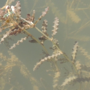 Potamogeton crispus at Tennent, ACT - 8 Mar 2018