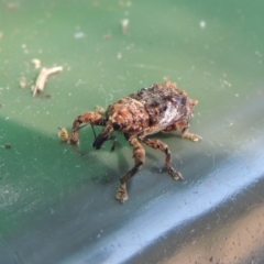 Orthorhinus klugii (Vine weevil) at Conder, ACT - 11 Mar 2018 by MichaelBedingfield