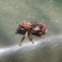 Orthorhinus klugii at Conder, ACT - 11 Mar 2018