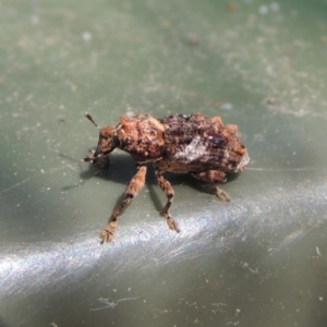 Orthorhinus klugii at Conder, ACT - 11 Mar 2018