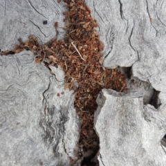Unverified Ant (Hymenoptera, Formicidae) at Mount Mugga Mugga - 14 Mar 2018 by Mike