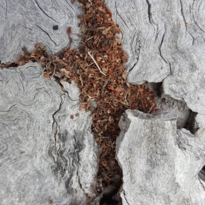 Unverified Ant (Hymenoptera, Formicidae) at Mount Mugga Mugga - 14 Mar 2018 by Mike