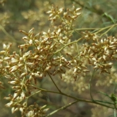 Cassinia quinquefaria at Symonston, ACT - 14 Mar 2018