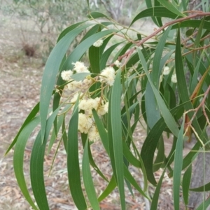 Acacia implexa at Symonston, ACT - 14 Mar 2018