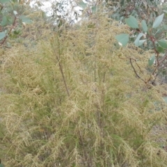 Cassinia sifton (Sifton Bush, Chinese Shrub) at Symonston, ACT - 13 Mar 2018 by Mike