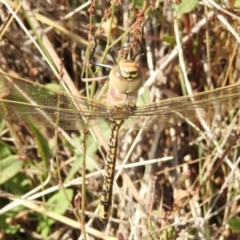 Anax papuensis (Australian Emperor) at Gungahlin, ACT - 14 Mar 2018 by Qwerty