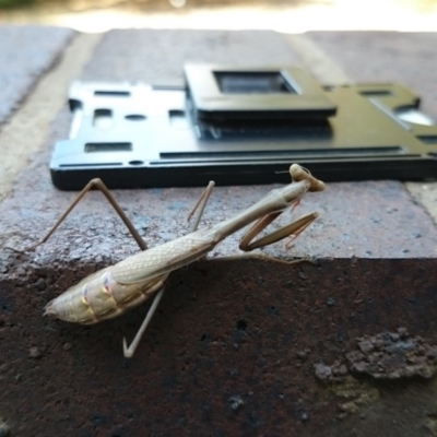 Archimantis sp. (genus) (Large Brown Mantis) at Acton, ACT - 14 Mar 2018 by TimYiu