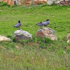 Chenonetta jubata (Australian Wood Duck) at Molonglo Valley, ACT - 13 Mar 2018 by RodDeb