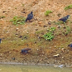 Sturnus vulgaris (Common Starling) at Molonglo Valley, ACT - 13 Mar 2018 by RodDeb