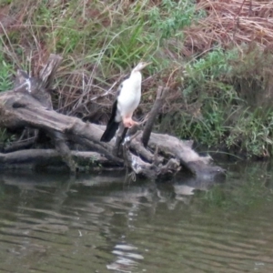 Anhinga novaehollandiae at Molonglo River Reserve - 13 Mar 2018