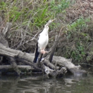 Anhinga novaehollandiae at Molonglo River Reserve - 13 Mar 2018