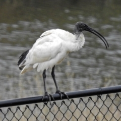 Threskiornis molucca (Australian White Ibis) at Molonglo River Reserve - 13 Mar 2018 by RodDeb