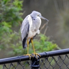 Egretta novaehollandiae at Molonglo River Reserve - 13 Mar 2018 12:21 PM