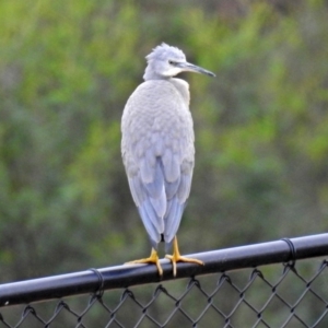 Egretta novaehollandiae at Molonglo River Reserve - 13 Mar 2018 12:21 PM