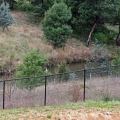 Egretta novaehollandiae at Molonglo River Reserve - 13 Mar 2018 12:21 PM