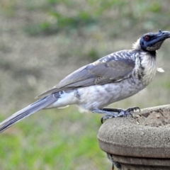 Philemon corniculatus at Macarthur, ACT - 14 Mar 2018