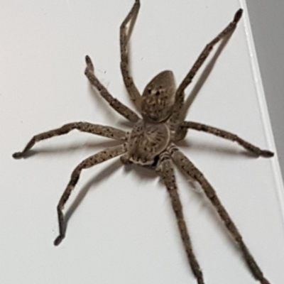 Sparassidae (family) (A Huntsman Spider) at Dunlop, ACT - 13 Mar 2018 by BobS