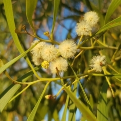 Acacia implexa (Hickory Wattle, Lightwood) at Griffith, ACT - 14 Mar 2018 by ianandlibby1