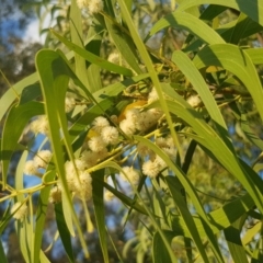 Acacia implexa at Griffith, ACT - 14 Mar 2018 06:43 PM