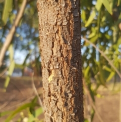 Acacia implexa at Griffith, ACT - 14 Mar 2018 06:43 PM