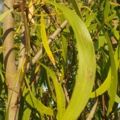 Acacia implexa at Griffith, ACT - 14 Mar 2018 06:43 PM