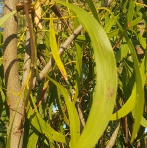 Acacia implexa at Griffith, ACT - 14 Mar 2018 06:43 PM