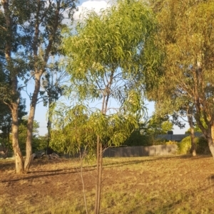 Acacia implexa at Griffith, ACT - 14 Mar 2018 06:43 PM