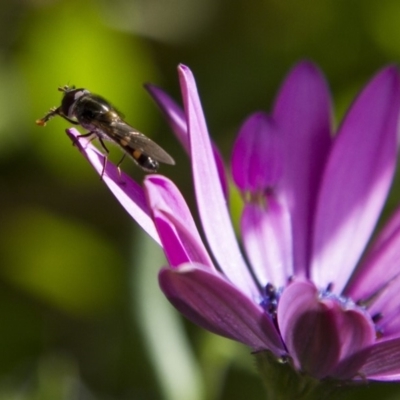 Melangyna viridiceps (Hover fly) at Higgins, ACT - 17 Oct 2016 by Alison Milton