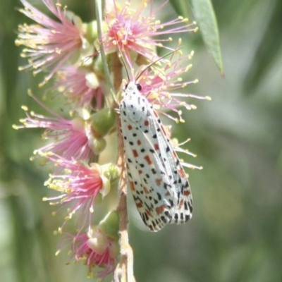 Utetheisa pulchelloides (Heliotrope Moth) at Higgins, ACT - 20 Jan 2008 by Alison Milton