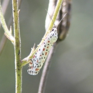 Utetheisa pulchelloides at Higgins, ACT - 20 Jan 2008