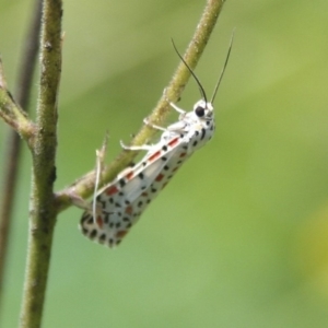 Utetheisa pulchelloides at Higgins, ACT - 20 Jan 2008