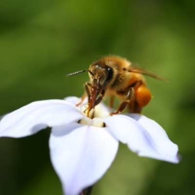 Apis mellifera (European honey bee) at Higgins, ACT - 7 Sep 2008 by AlisonMilton