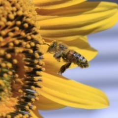 Apis mellifera (European honey bee) at Higgins, ACT - 29 Jan 2012 by Alison Milton