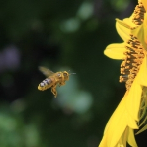 Apis mellifera at Higgins, ACT - 29 Jan 2012 11:33 AM