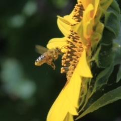 Apis mellifera at Higgins, ACT - 29 Jan 2012 11:33 AM